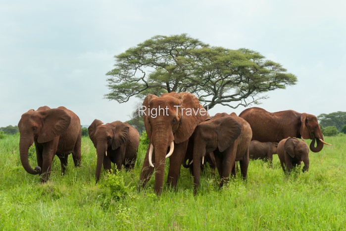 7 Days Tanzania Luxury Safari 